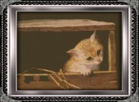 Kitten-in-a-Box.jpg