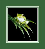 CSLD04_White Lipped Tree Frog II.jpg