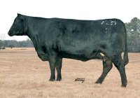 GARPRECISION2239.jpg