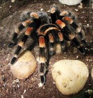 300px-Brachypelma_smithi,_adult_female_02.jpg