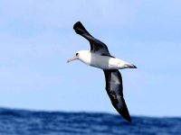 albatrosz.jpg