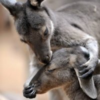 kissing+kangaroos-545x545.jpg