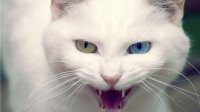 wild_white_cat-1366x768.jpg