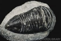C0093859-Eyeless_Trilobite-SPL.jpg