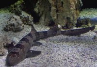 white-spotted-bamboo-shark-pacific-andy.jpg