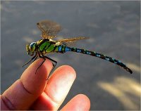 aeshna-cyanea.jpg