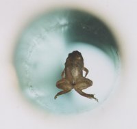 Frog diamagnetic levitation.jpg