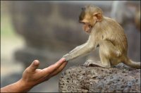 evolution-artikel-410.jpg