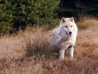 arctic-wolf-beautiful.jpg
