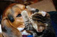 beagle-cica-puszi.jpg