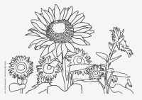 sunflowers_coloring_page_12133.gif