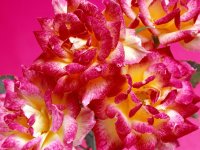 Hot_Pink_Roses%2C_Bunch_Of_Flowers.jpg