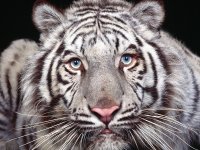 tigris_tiger05.jpg