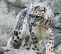 cool-snow-leopard.jpg