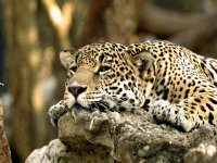 Leopard%2C_Africa.jpg