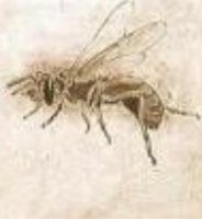 ős méhecske.jpg