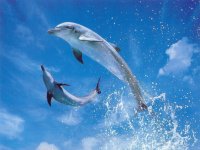 delfin_dolphin29.jpg