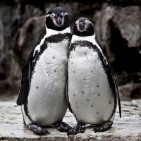 caters_penguins_photo_pose_04.jpg