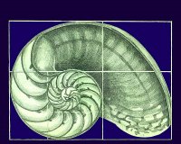 goldener-schnitt20schnecke.jpg