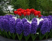 Tavaszi virágok, jácintok és tulipánok.jpg