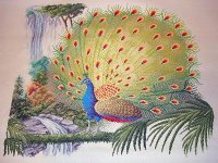 Peacock.jpg
