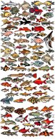 90 aquarium fish.JPG