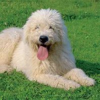 051107_komondor_festival_2005_01.jpg