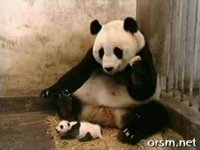 urs-panda-foarte-grijuliu.jpg
