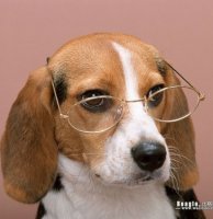 beagle.jpeg