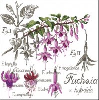 Fuchsia_Flower_.jpg