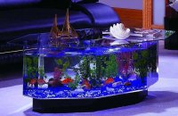 akvarium_276339_41408.jpg