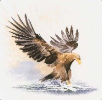Eagle in Flight.jpg
