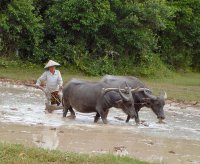 730px-Cambodia_buffaloes_in_paddy_fields.jpg