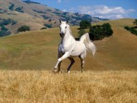 beautiful-white-horse-wallpapers_10324_1152x864.jpg