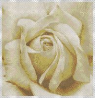7.rosa branca-714993.jpg