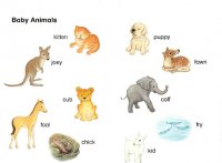 Baby Animals 01.jpg