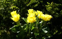 yellow-roses-02759.JPG