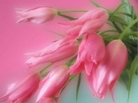 rózsaszín tulipáncsokor.jpg