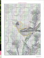 Goldfinch 1.jpg