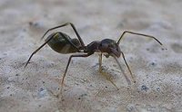 250px-Ant_Mimic_Spider.jpg