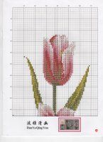tulipán16.jpg