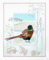 Fácán-Pheasant.jpg