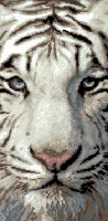 6537 Siberian Tiger 25x50 cm.png