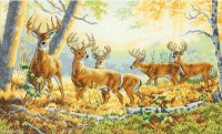 summer deers.JPG
