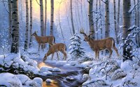 winter deer4.jpg