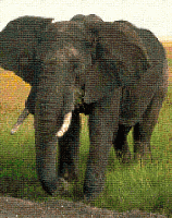 Bullish Elephant.GIF