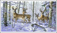 dimensions35130-woodland_winter.jpg