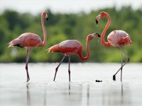 cuba_flamingo.jpg
