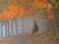 ősz, ló.jpg