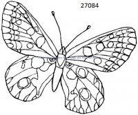 coloring-pages-animal-butterfly-for-kids-100.jpg